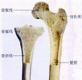 草莓视频入口仪检查超声草莓视频入口的重要性是骨质量重要标志